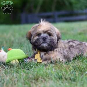 Ben, Lhasa Apso Puppy